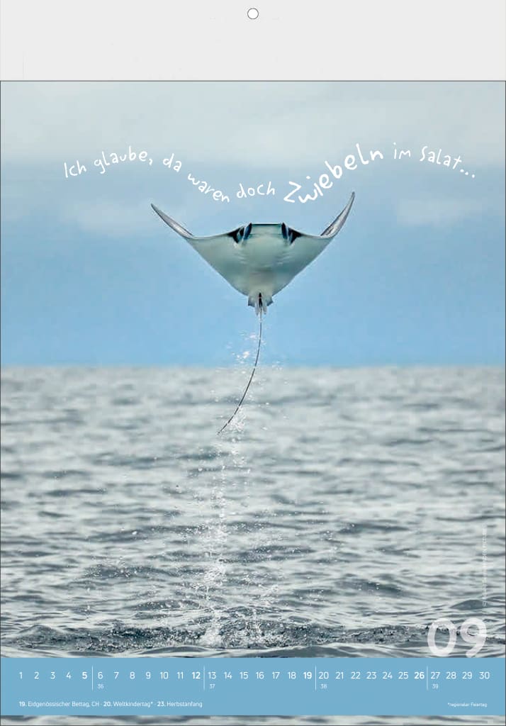 Bildkalender 2027, Tierisch Cool! Bild 4
